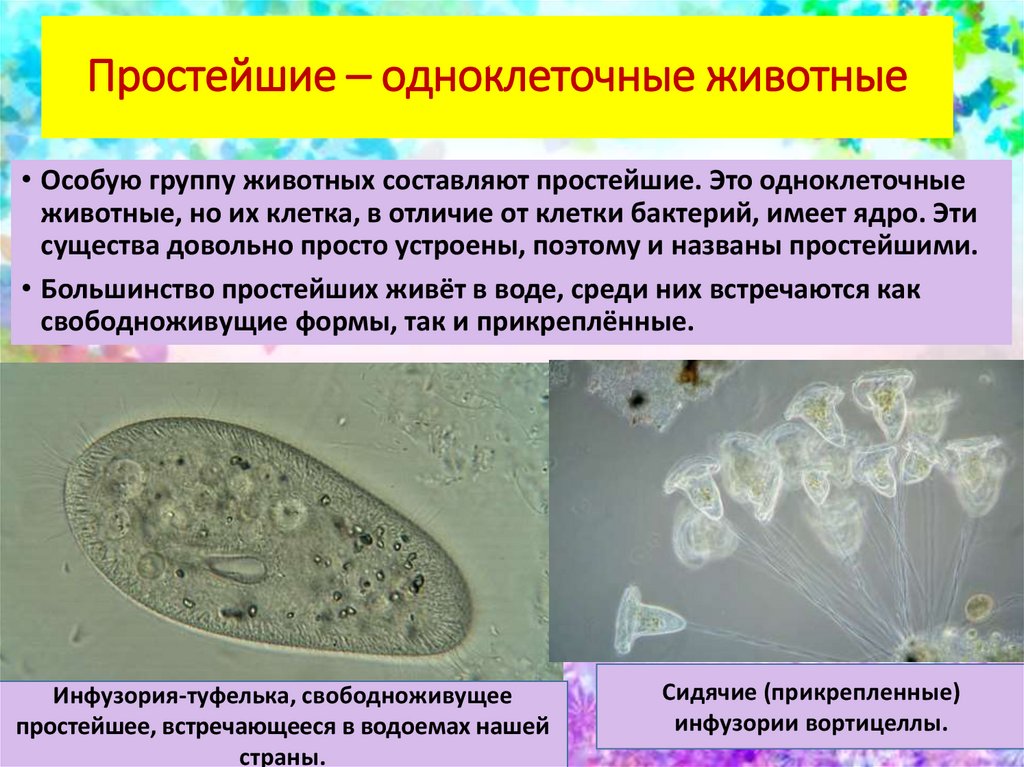 Самый простой одноклеточный организм. Царство животных Подцарство одноклеточные. Царство Protista Подцарство простейших protozoa. Одноклеточные животные. Простейшие одноклеточные животные.
