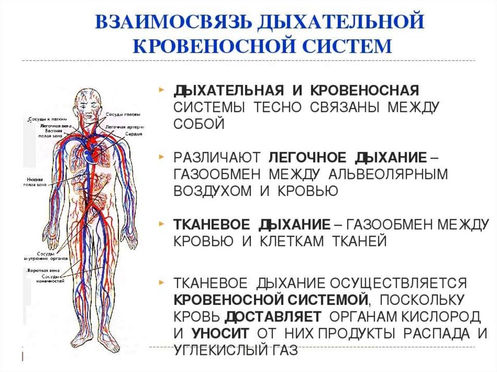 Укажите название органа кровеносной системы человека. Кровеносная система биология 8. Кровеносная система и дыхательная система человека. Кровеносная система человека особенности строения и функции. Строение фунции кровунесный система.