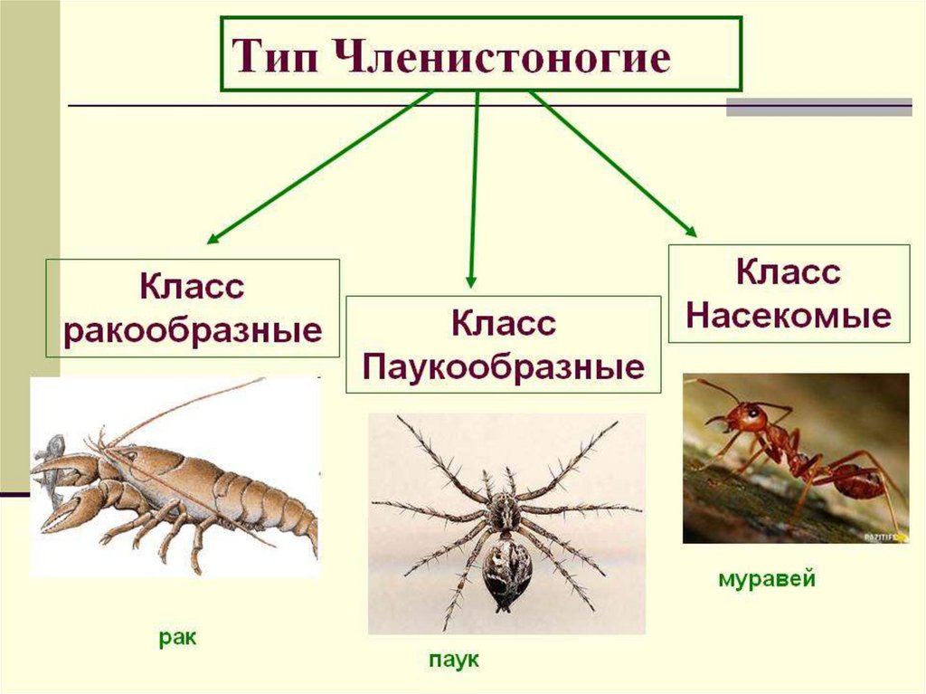Членистоногие 3 представителя. Тип членистоногие класс насекомые 7 класс биология. тип членистоногие ракообразные паукообразные насекомые. биология 7 класс членистоногие паукообразные. тип членистоногие ракообразные 7 класс.