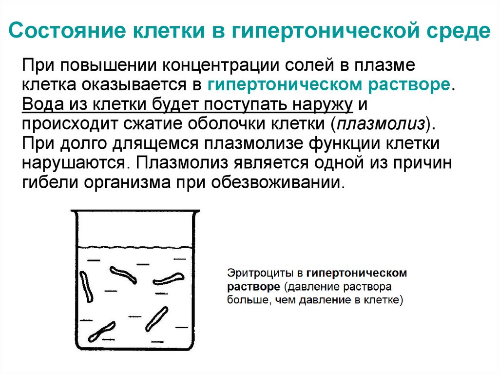 Клеточное состояние организмов. Регуляция водного баланса. Эритроциты в гипертонической среде. Растительные клетки в гипертонической среде. Состояние клетки.