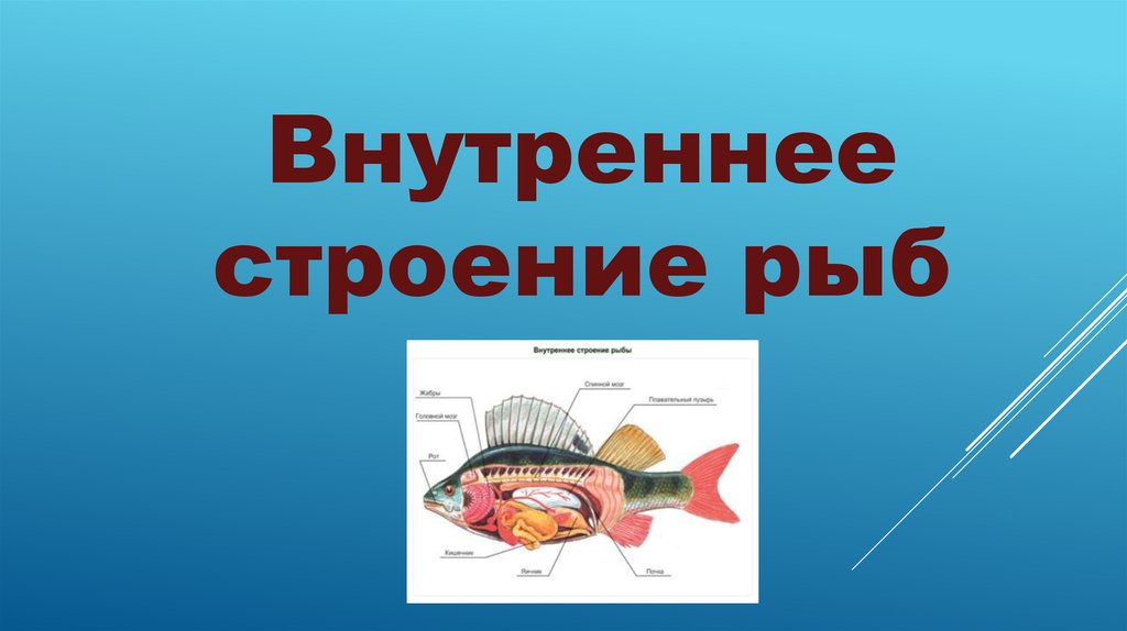 Особенности внутреннего строения щуки. Внутреннее строение рыбы. Внутреннее строение рыб презентация. Строение рыб презентация. Внутреннее строение рыб таблица.