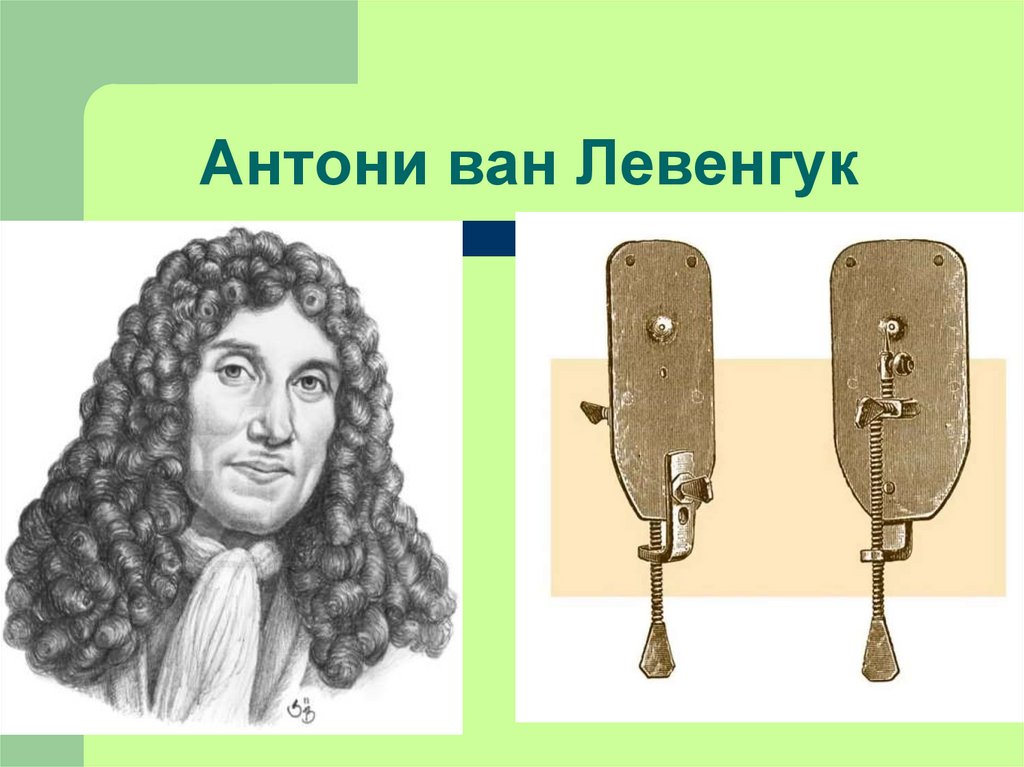 Антоний ван левенгук. Антони Ван Левенгук. Антони Ван Левенгук портрет. Антони Ван Левенгук рисунки. Антони Ван Левенгук краткая схема.