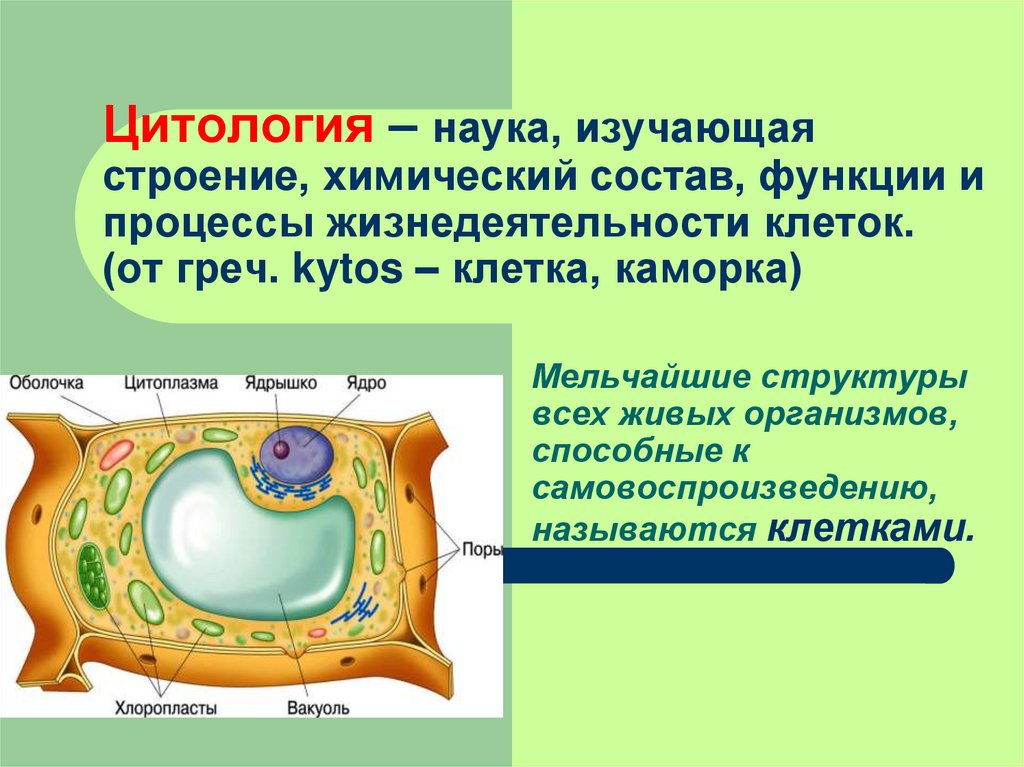 Строение химический состав и жизнедеятельность клетки 8 класс презентация