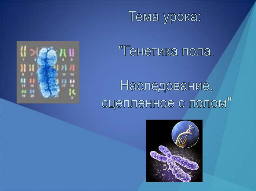 Генетика пола и наследование. Генетика пола и наследование сцепленное с полом. Генетика пола картинки. Генетика пола. Гены сцепленные с полом. Презентация 9 класс. Цель к уроку генетика пола.