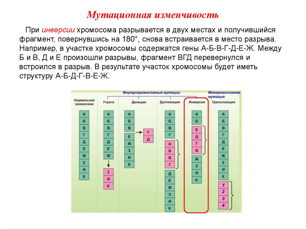 Мутационная изменчивость. Удвоение участка хромосомы вид мутации. Виды хромосомных инверсий. Удвоение одной из хромосом вид мутации. Удвоение участка хромосомы называется мутация.