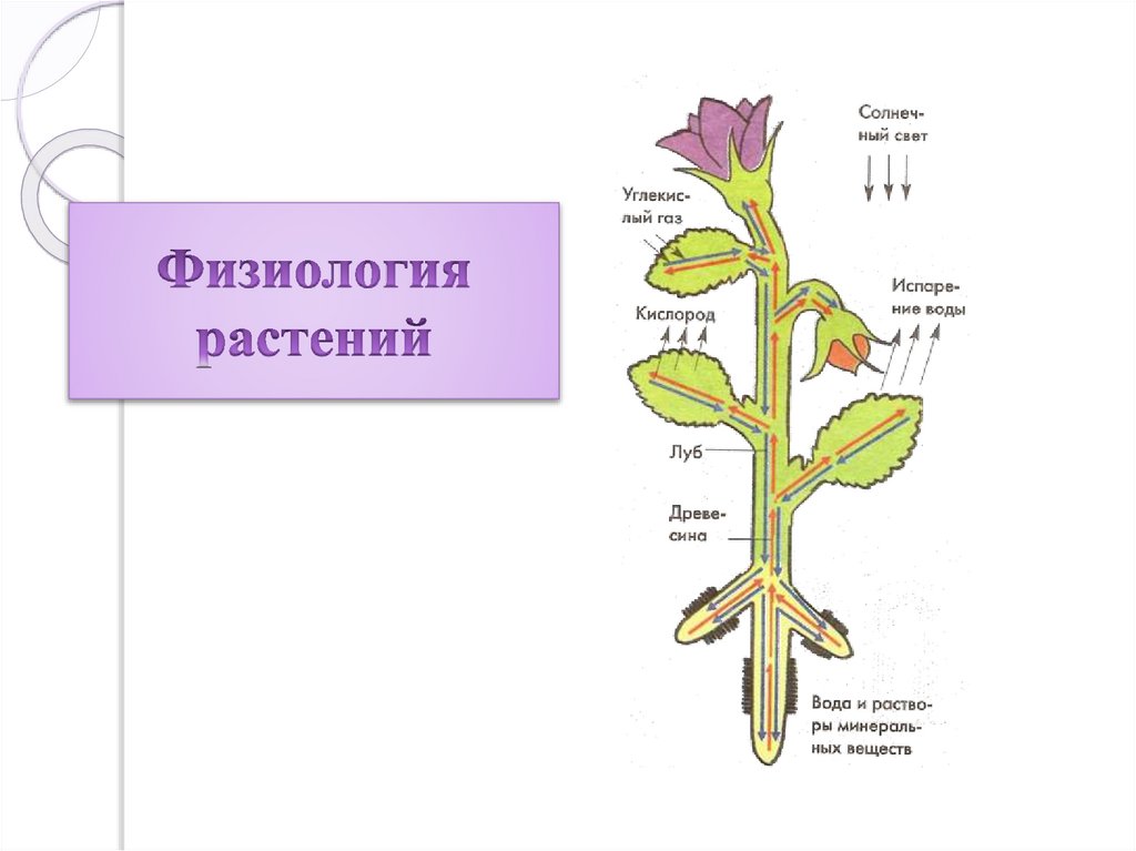 В какой части цветка протекает этот процесс. Физиология растений. Анатомия и физиология растений. Процессы физиологии растений. Физиологические растения.