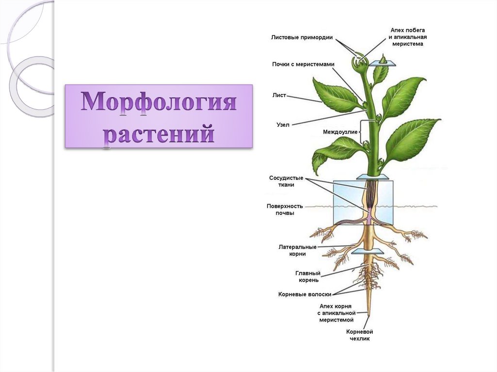 Строение органов растительного организма. Морфологическое строение растений. Морфологическое строение цветочных растений. Морфологическое строение овощей. Ботаника строение растений.