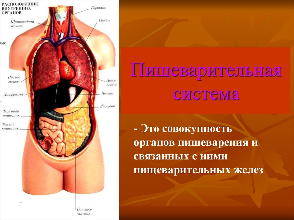 Расположение органов пищеварения у человека в картинках спереди