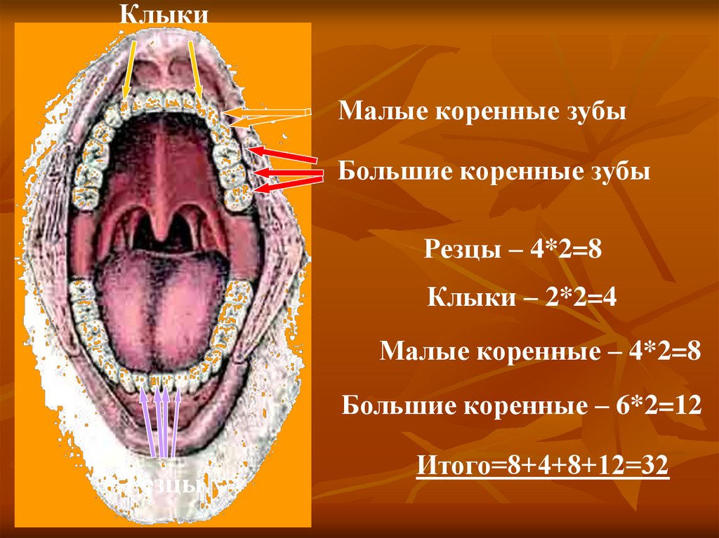 Малые коренные зубы. Зубы резцы клыки малые коренные большие коренные.