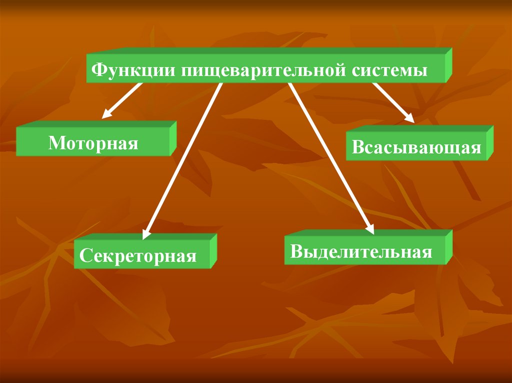 Пищеварительная функциональная система. Моторная функция пищеварительной системы. Секреторная функция пищеварительной системы. Секреторная функция. Пищеварение клетки.