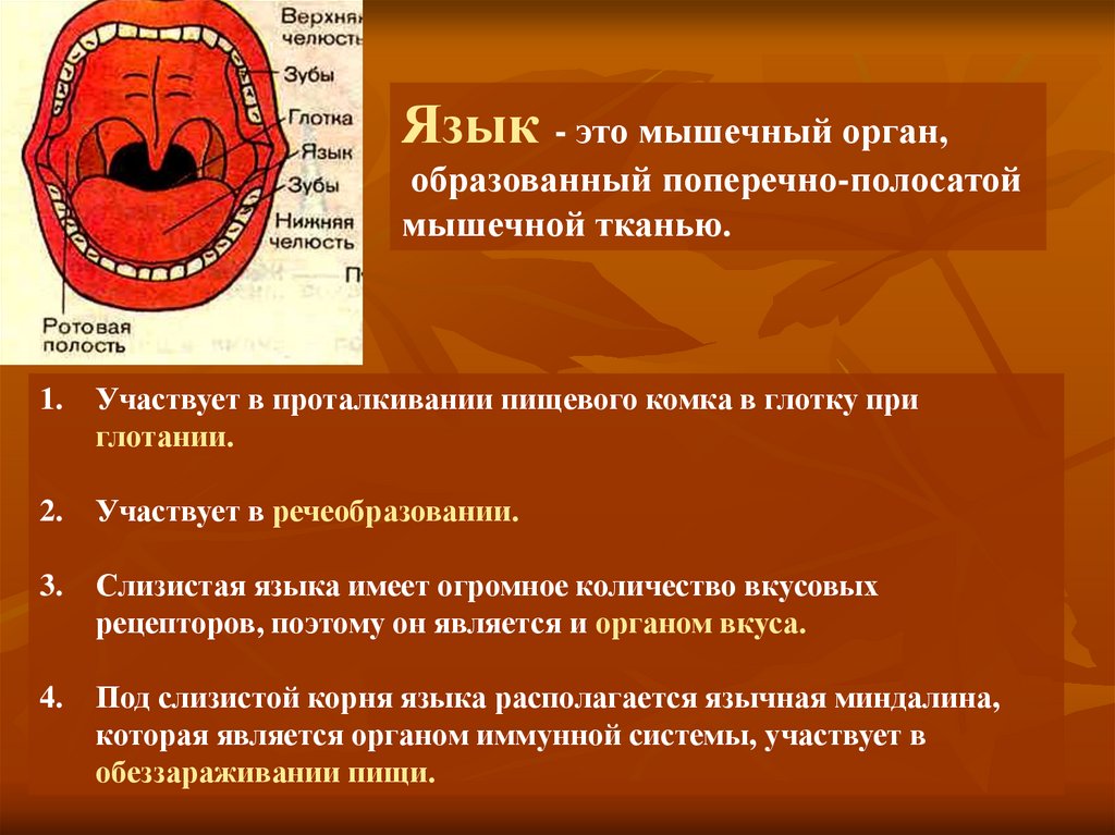 Полость участвовать. Мышечный орган в ротовой полости. Язык - мышечный орган имеют.