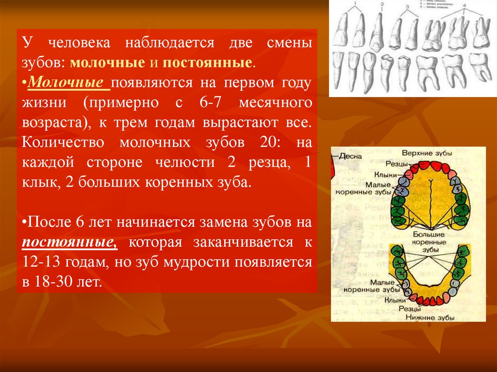 Молочные постоянные. У человека наблюдается две смены зубов. Генерации зубов. Молочная генерация зубов.