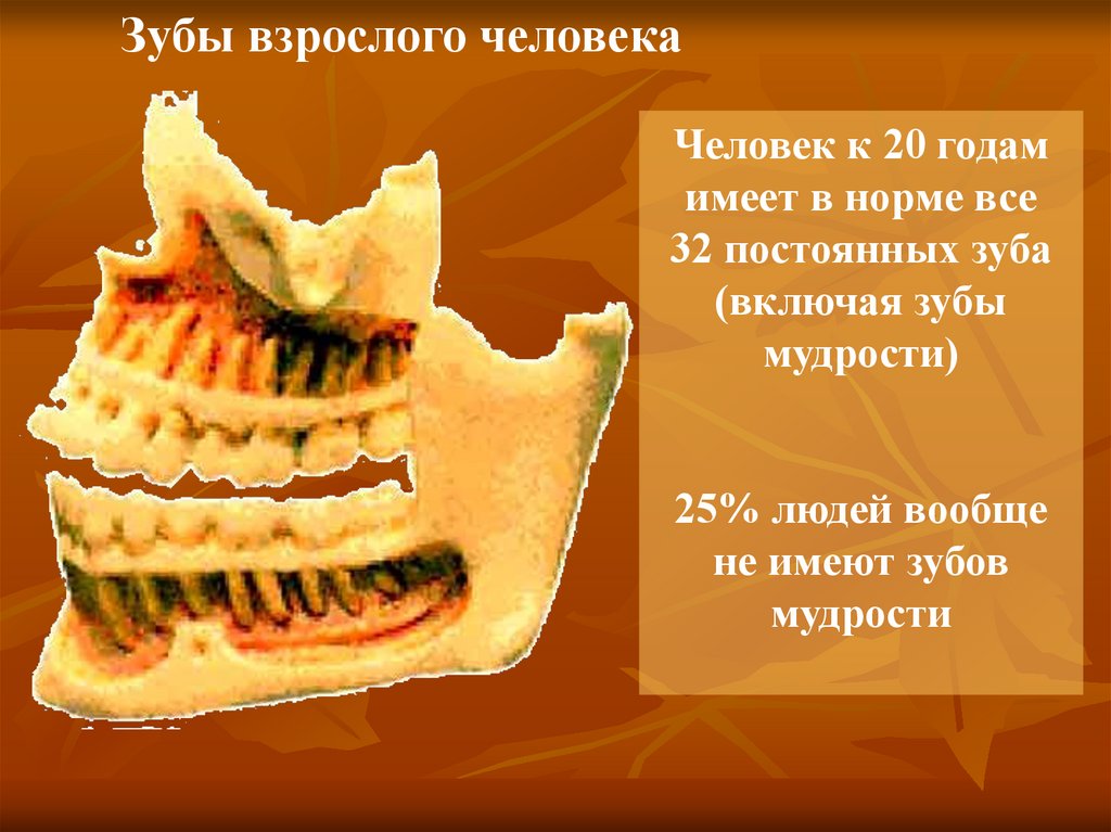 Зубы взрослого человека. Пищеварительная система человека зубы. 7 И 8 зубы у взрослых. Взрослый человек имеет сколько зубов.