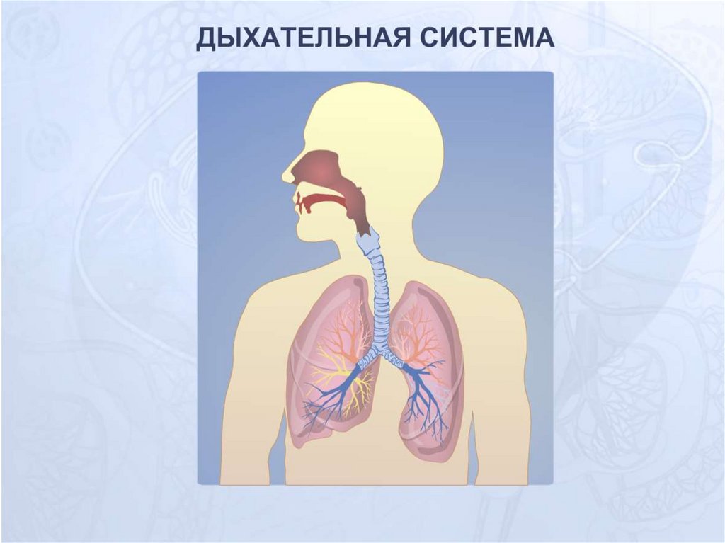 Значение дыхания биология 8. Дыхание это в биологии. Дыхание это процесс биология. Дыхание это в биологии кратко. Дыхание биология 9.