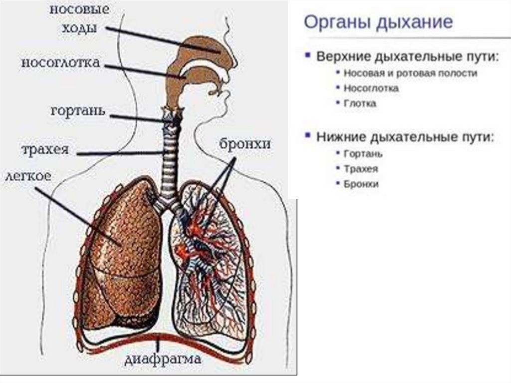 Значение дыхания 8 класс биология