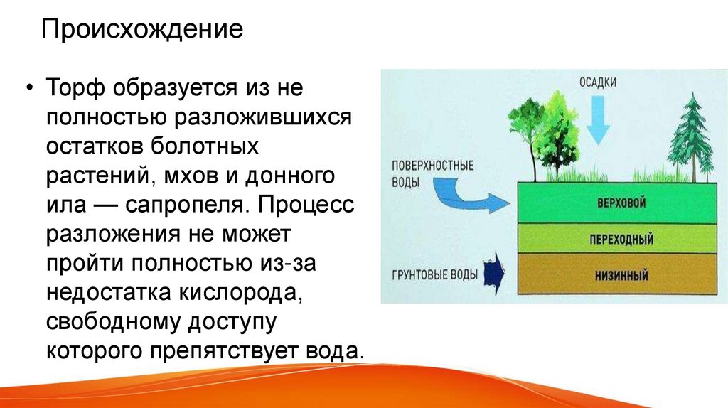 Образование торфа и угля. Как образуется торф.