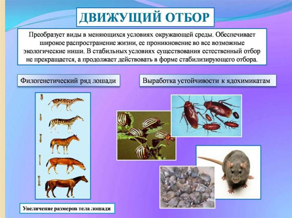 Естественный отбор биология презентация