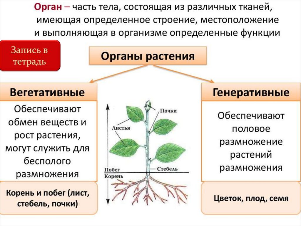 Основные функции органов растения. Растения и их органы. Органы растений ЕГЭ теория. Классификация органов растений схема. Органы и системы органов растений 3 класс.