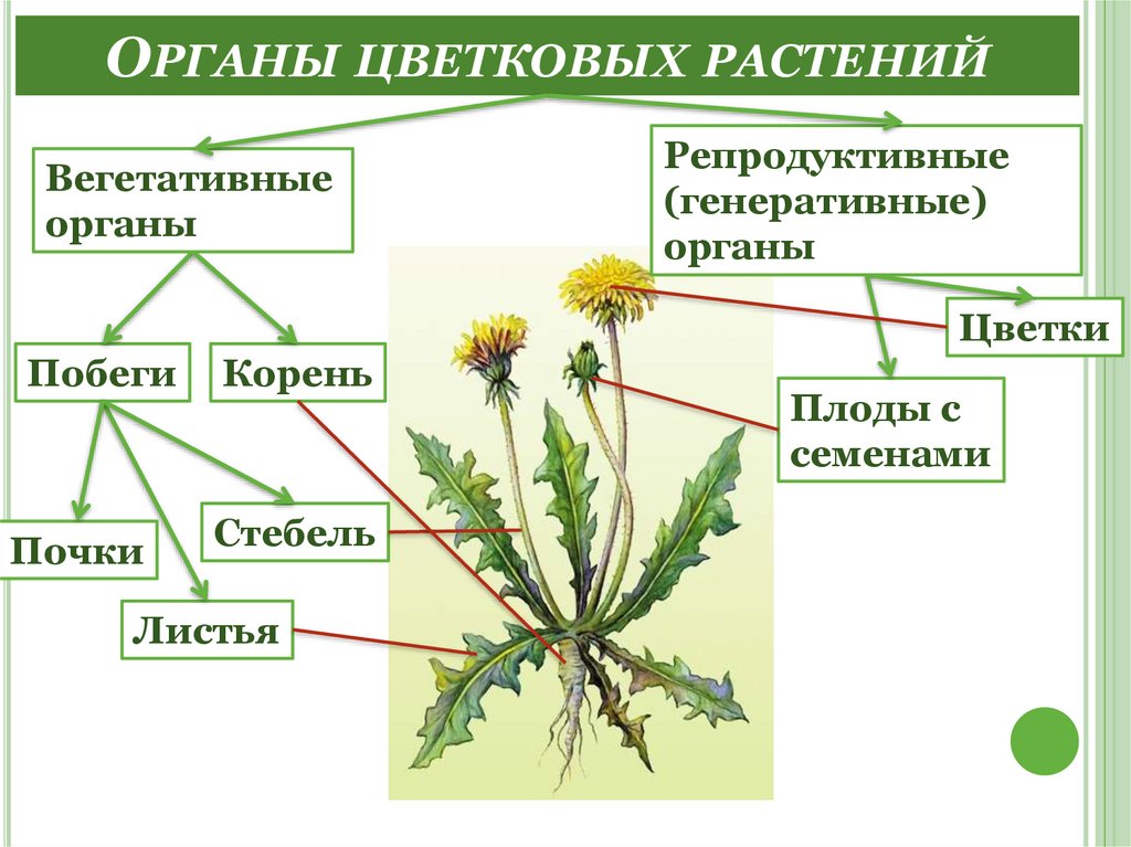 Органы растений и их значение