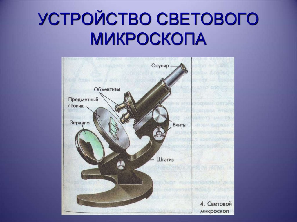 Устройство микроскопа. 3. Строение светового микроскопа.. Школьный световой микроскоп. Световой микроскоп изображение. Изучение устройства светового микроскопа.