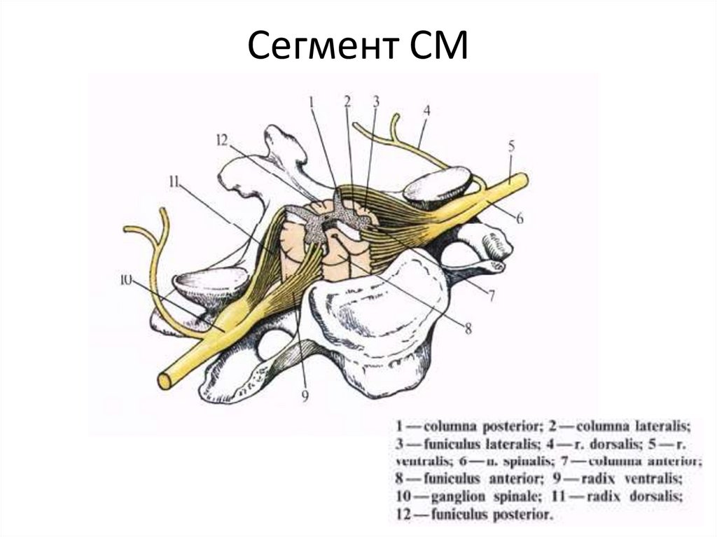 Сегмент СМ