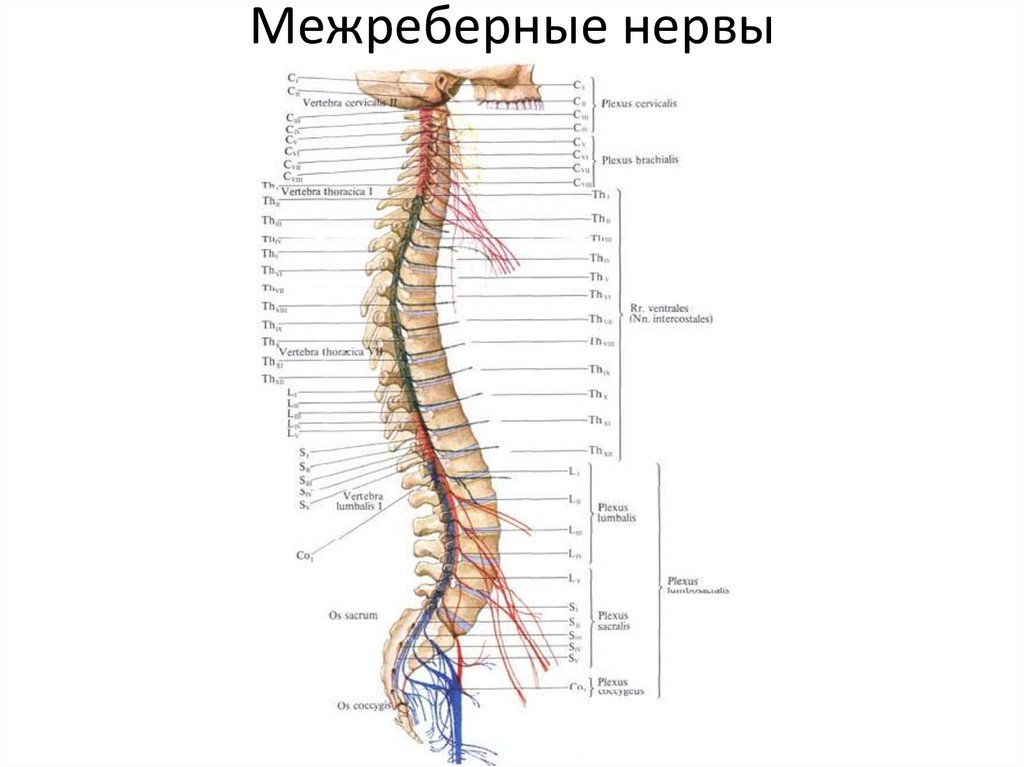 Периферическая нервная система. Занятие №1 - презентация онлайн