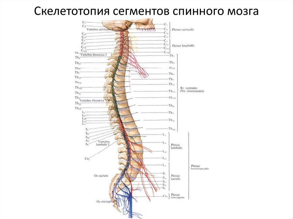 Скелетотопия сегментов спинного мозга