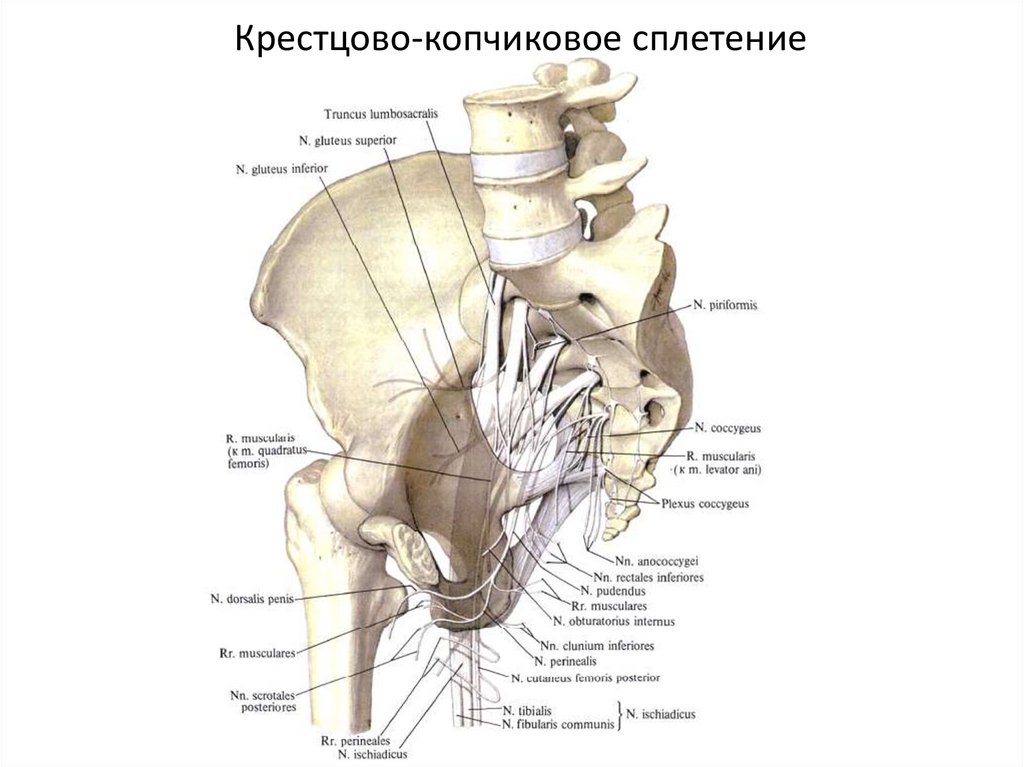 Крестцово-копчиковое сплетение