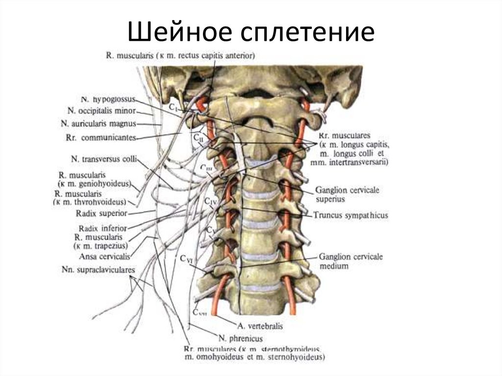 Шейное сплетение