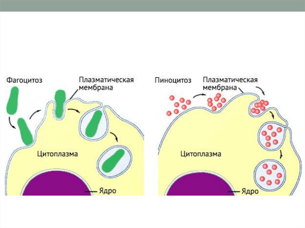 Фагоцитоз захват клеткой. Пиноцитоз. Фаго и пиноцитоз. Пиноцитоз и фагоцитоз растительной клетки. Пиноцитоз животной клетки.