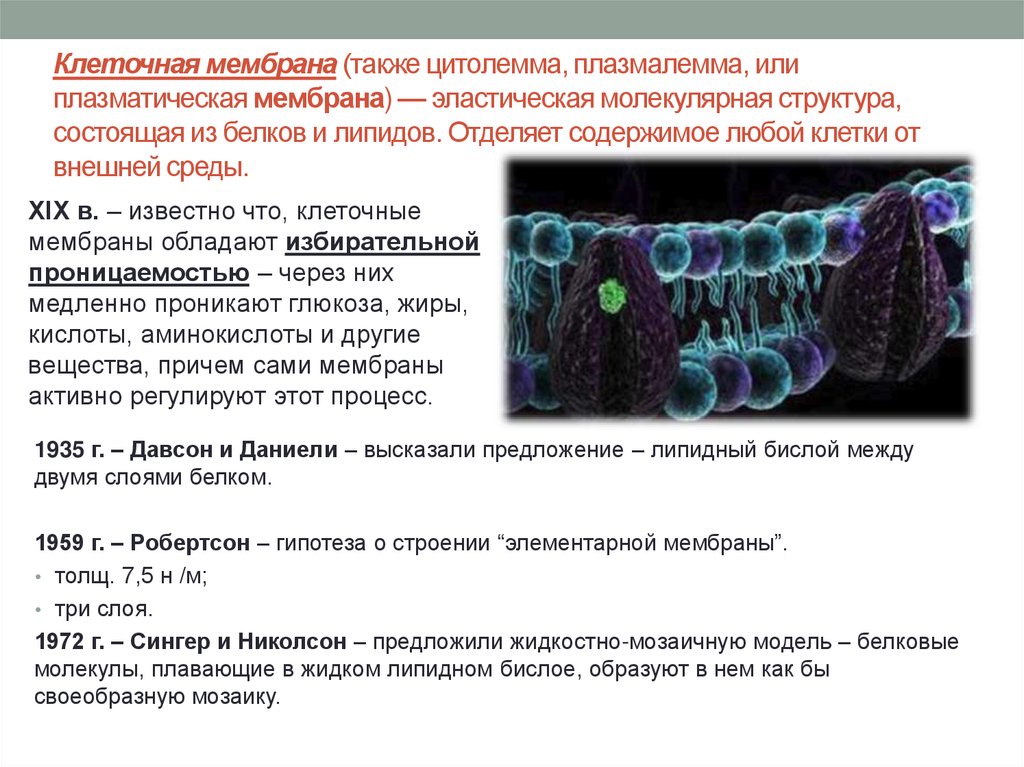 Функция белков плазматической мембраны