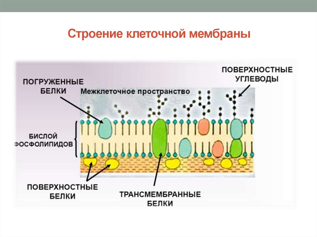 Мембрана мембранные. Строение клеточной мембраны. Строение клеточной мембраны 9. Функции клеточной мембраны 9 класс биология. Строение мембраны клетки.