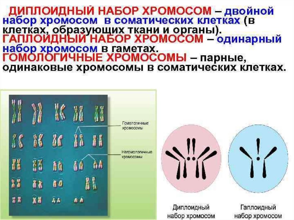 Назовите число хромосом. Диплоидный набор хромосом 1с. Гаплоидный диплоидный полиплоидный набор хромосомы. Хромосомный набор диплоидных и гаплоидных. Число хромосом в диплоидном наборе.