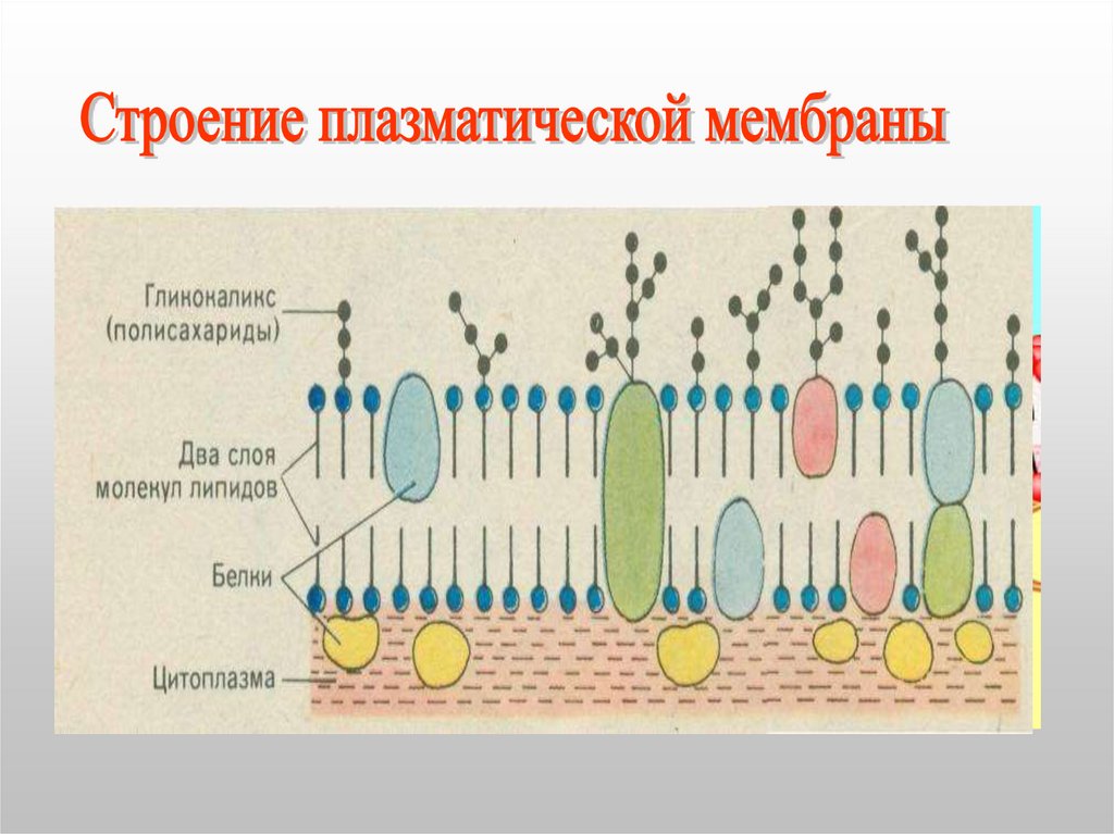 Оболочка клетки прокариота. Строение цитоплазматической мембраны прокариот. Цитоплазматическая мембрана прокариотической клетки. Структура цитоплазматической мембраны прокариот. Строение плазматической мембраны.
