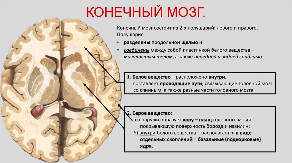 Расширение в базальных ядрах