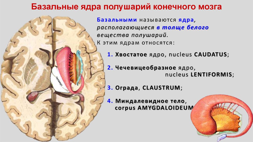 Расширение в базальных ядрах