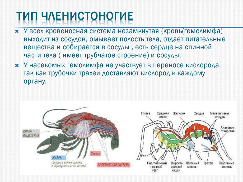 Незамкнутая кровеносная система членистоногих