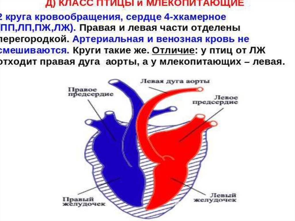 Какая кровь содержится в левой части сердца. Артериальная кровь и венозная отделы сердца. Сердце млекопитающих. Сердце птиц. Отделы сердца млекопитающих.