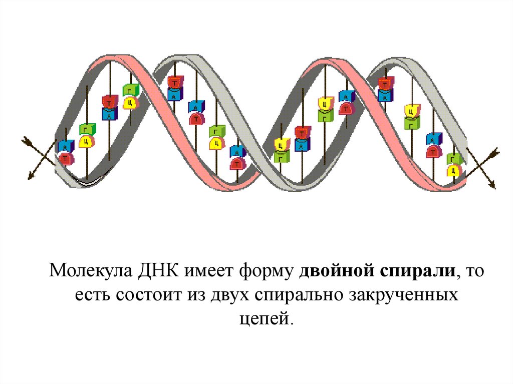Нуклеиновые кислоты - презентация онлайн