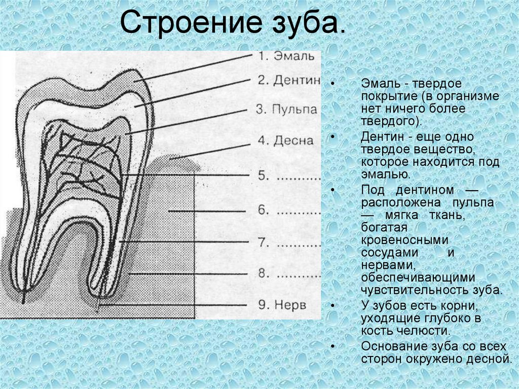 Особенность строения дентина какую функцию он выполняет. Строение зуба эмаль дентин пульпа. Строение зуба пульпа эмаль. Структура зуба эмаль дентин. Строение зуба дентин анатомия.