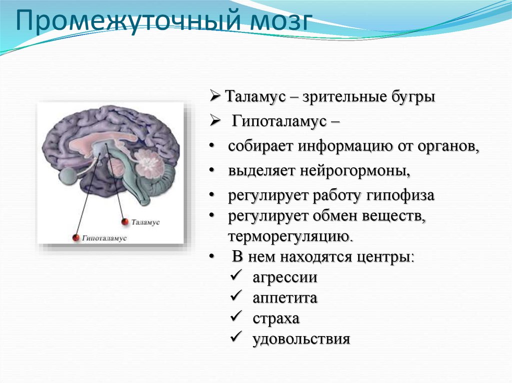 Нервы промежуточного мозга. Функции промежуточного мозга. Схема строения промежуточного мозга. Промежуточный мозг строение и функции. Промежуточный мозг строение расположение.