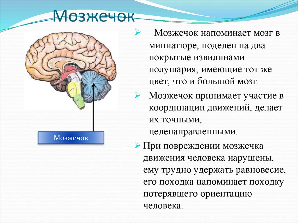 Таблица отдел мозга особенности строения функции. Строение и функции головного мозга презентация. Передний мозг функции. Функции головного мозга кратко. Функции головного человека.