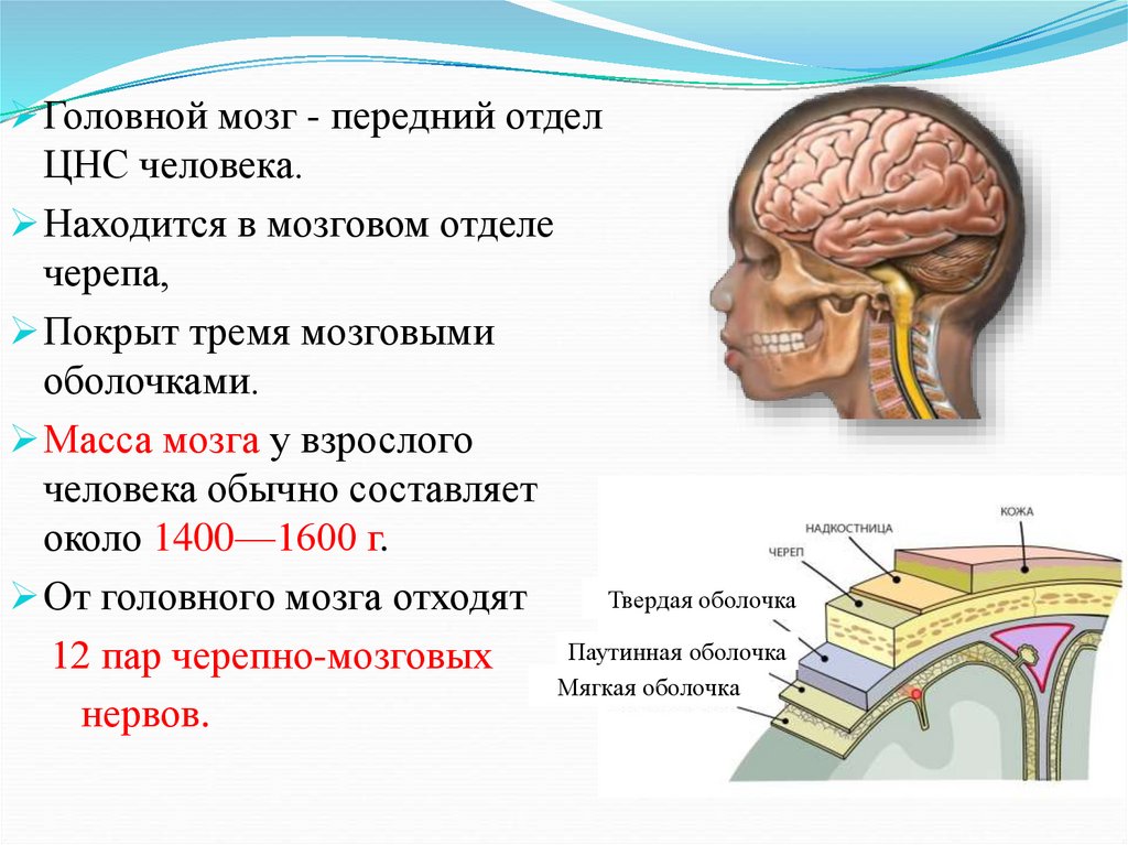 Функции мозга 8 класс