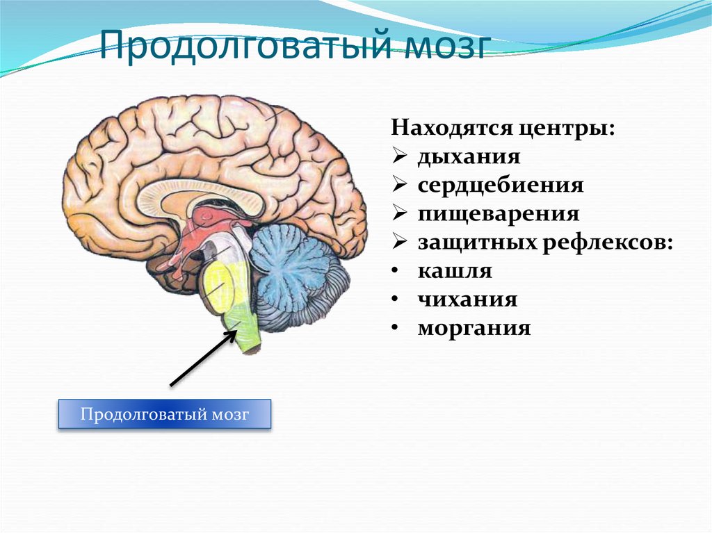 Функция головного мозга животных. Продолговатый мозг и варолиев мост. Головной мозг строение и функции. Строение и функции головного мозга презентация. Функции головного мозга презентация.