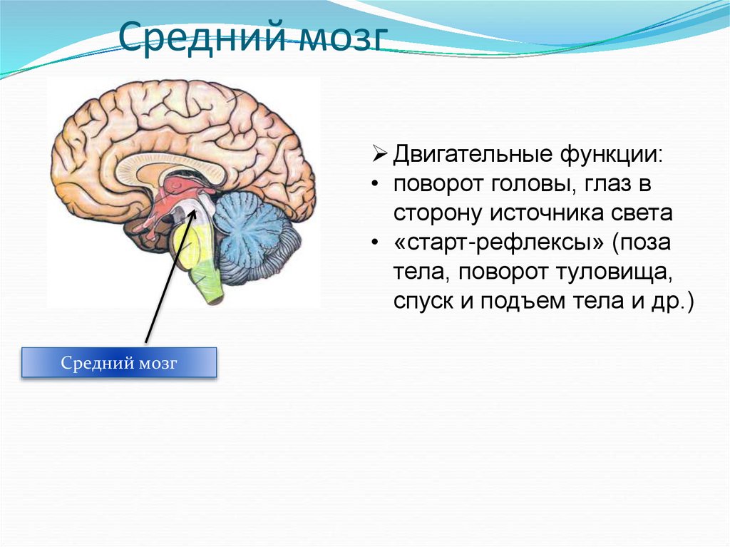 Функции среднего мозга 8 класс биология. Средний мозг функции. Средний мозг строение и функции. Строение и функции головного мозга презентация.