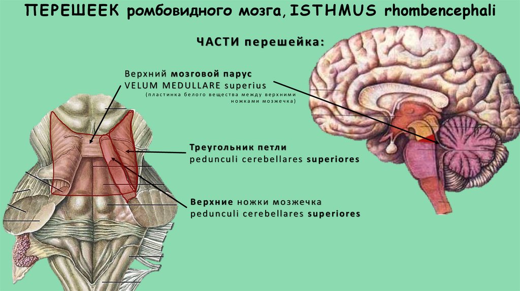 Средний мозговой пузырь