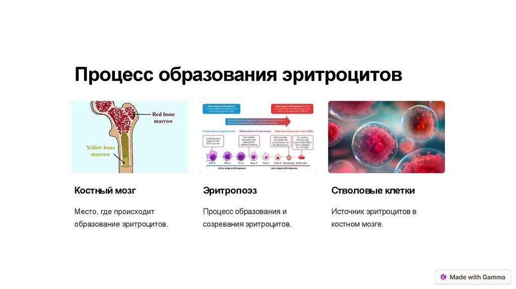 Эритроциты образуются в селезенке