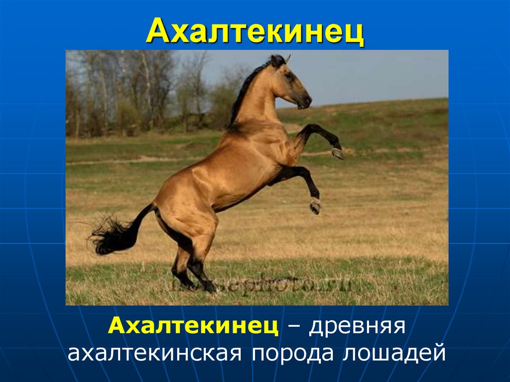 Ахалтекинец