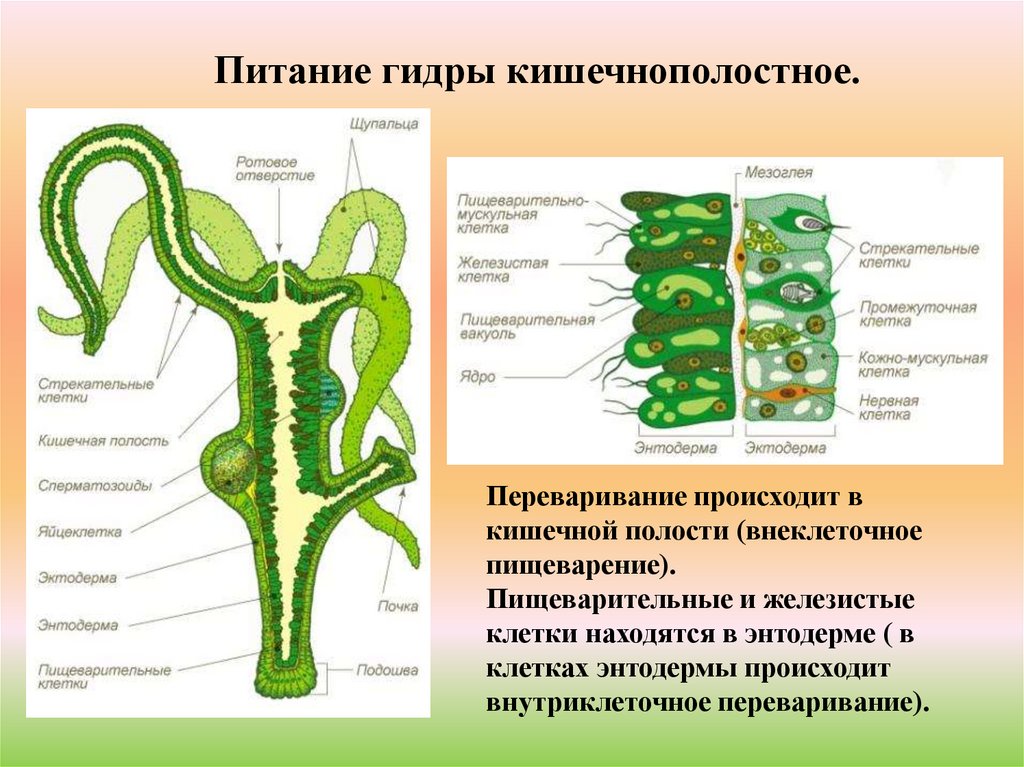 К какому типу относят животное изображенное на рисунке что обозначено цифрами 1 и 2 гидра