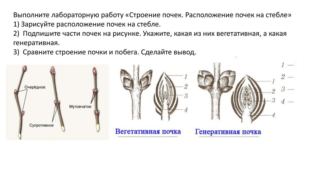 Строение почек их функции. Строение почек их функции